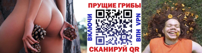 blacksprut ТОР Яхрома Псилоцибиновые грибы мицелий